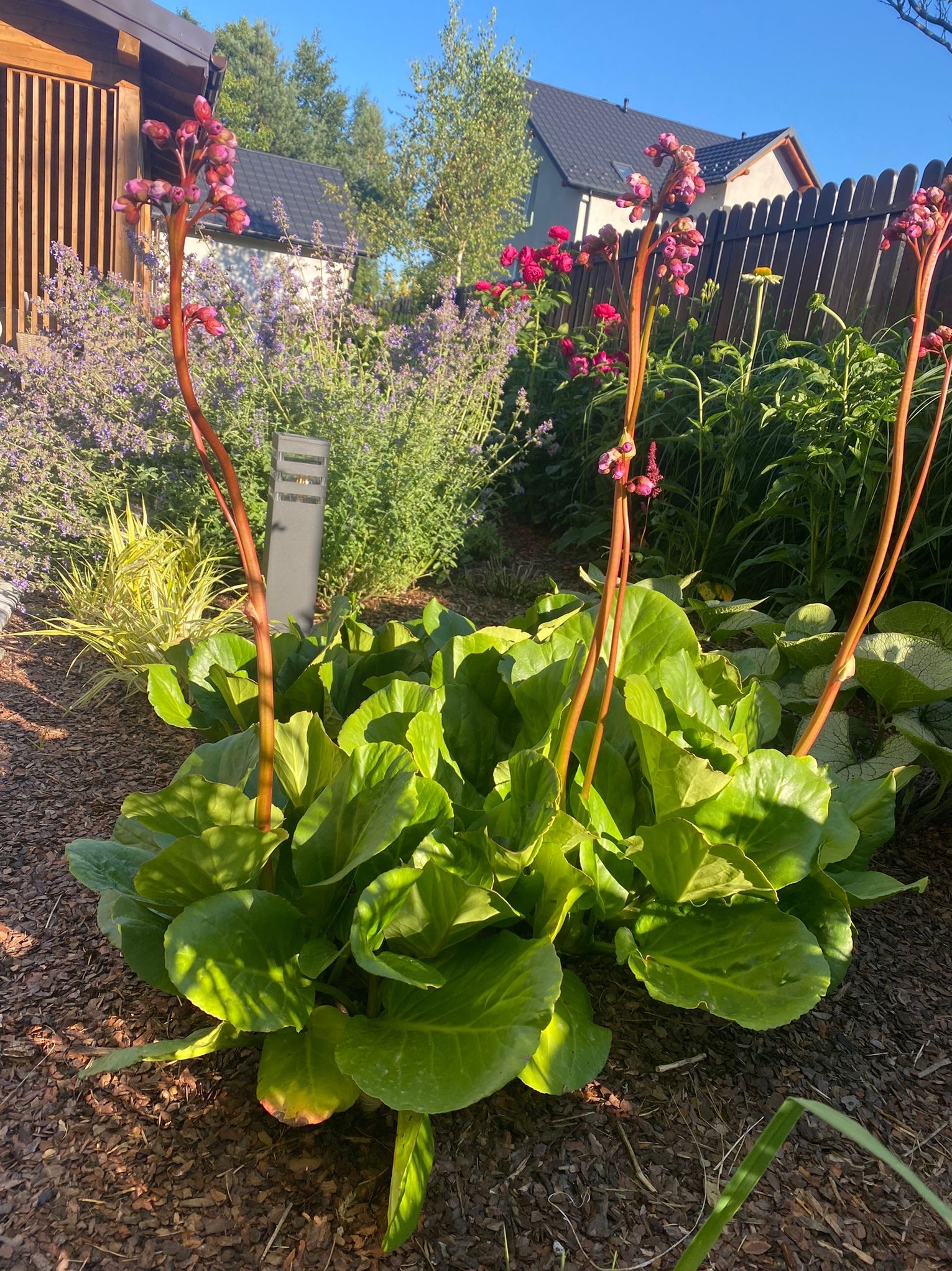Kępa bergenii sercowatej z kwiatostanami na tle ogrodu z drewnianym płotem i budynkiem. Dekoracyjne nasadzenie w mulczu z kory.