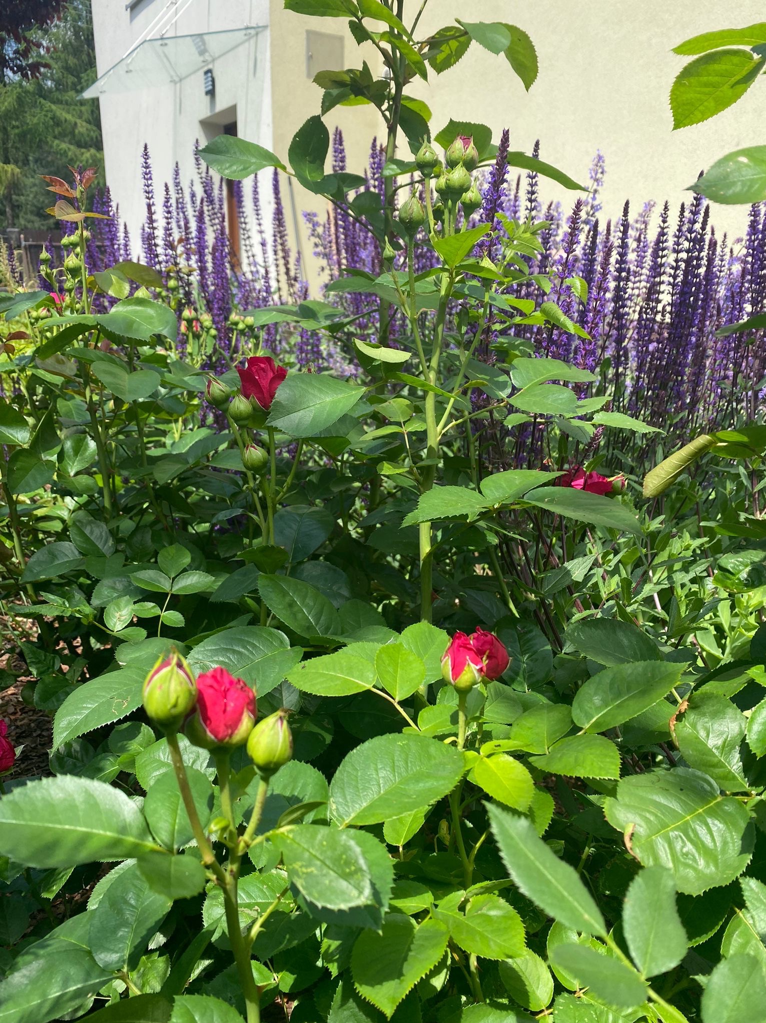 Kwitnące róże i szałwia w ogrodzie przy budynku. Intensywna zieleń liści i purpura kwiatów tworzą barwną kompozycję. Słoneczny dzień.