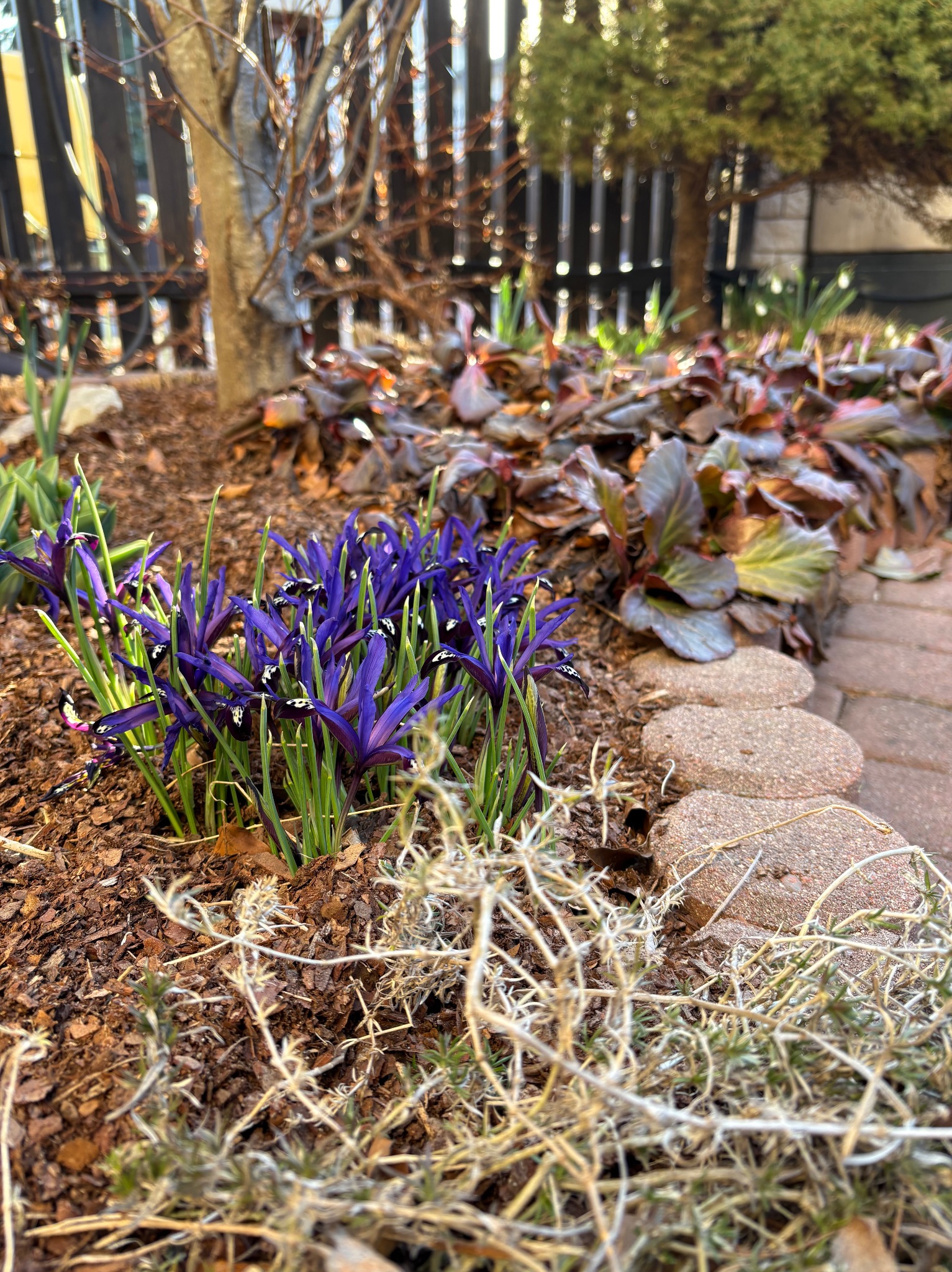 Kępa kwitnących, fioletowych irysów 'Katharine Hodgkin' na rabacie z kory, obok ścieżki z kamieni i roślin o bordowych liściach. W tle drewniany płot i iglak.