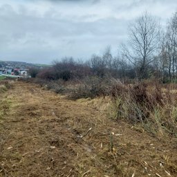 Wycinka drzew Miechów 4