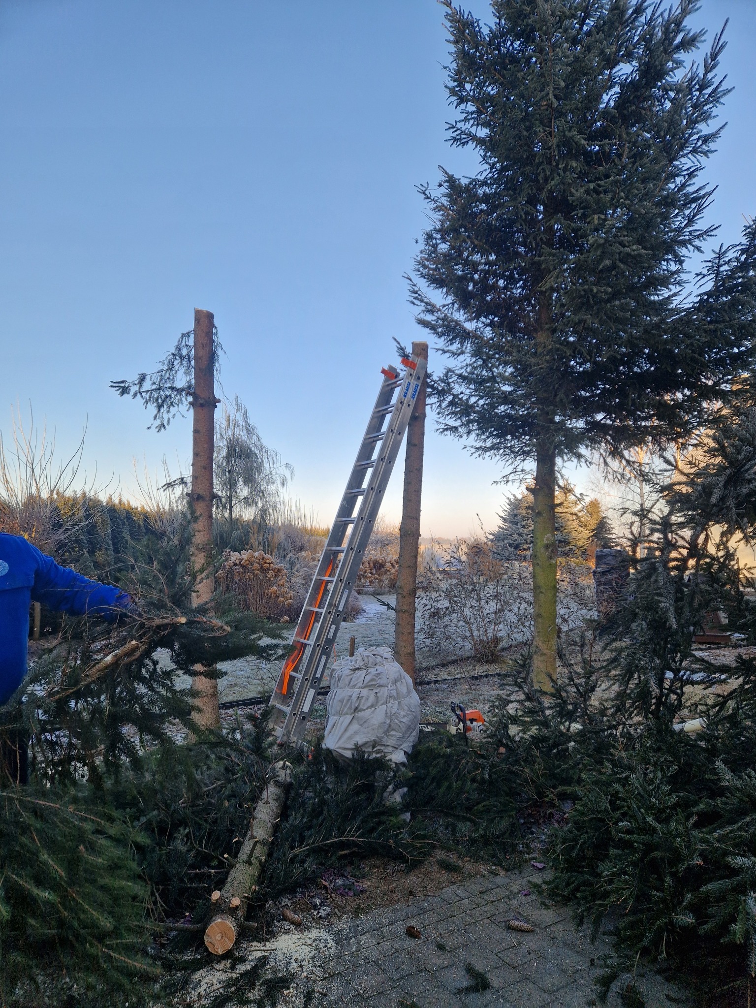 Częściowo ścięte drzewa iglaste, drabina oparta o pień, worek i piła łańcuchowa na ziemi, w tle oszronione krzewy i błękitne niebo.