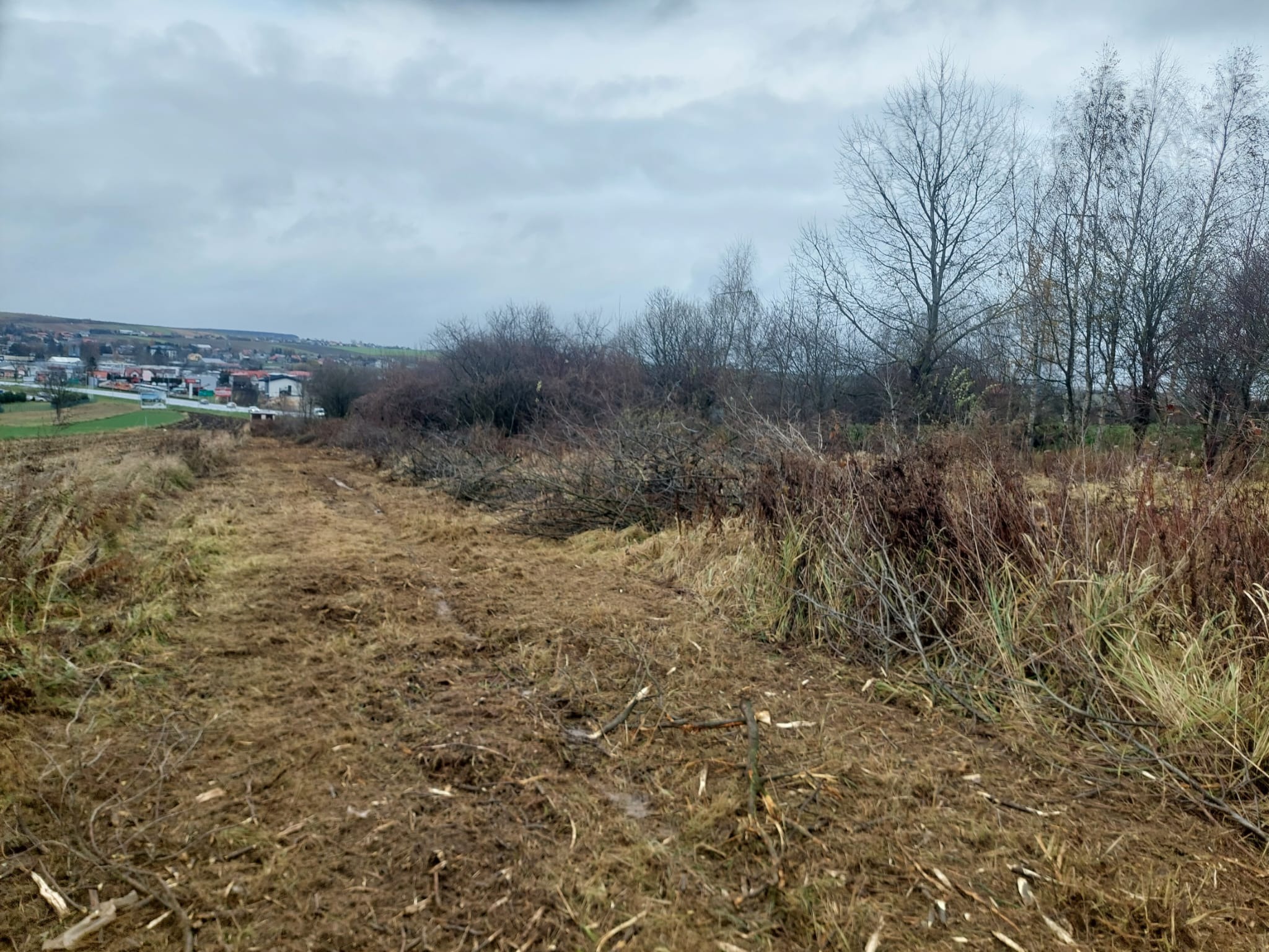 Teren po wycince drzew i krzewów, widoczne pozostałości gałęzi i pni, w tle zabudowania miejskie pod pochmurnym niebem.