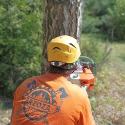 Wycinka drzew Warszawa 3