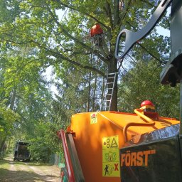 Wycinka drzew Warszawa 4