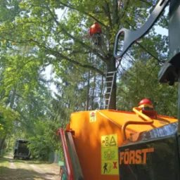 Arborysta na drabinie przy pniu drzewa, obok pomarańczowy rębak do gałęzi marki Forst. W tle leśna droga i bus. Usługa wycinki drzew w trakcie realizacji.
