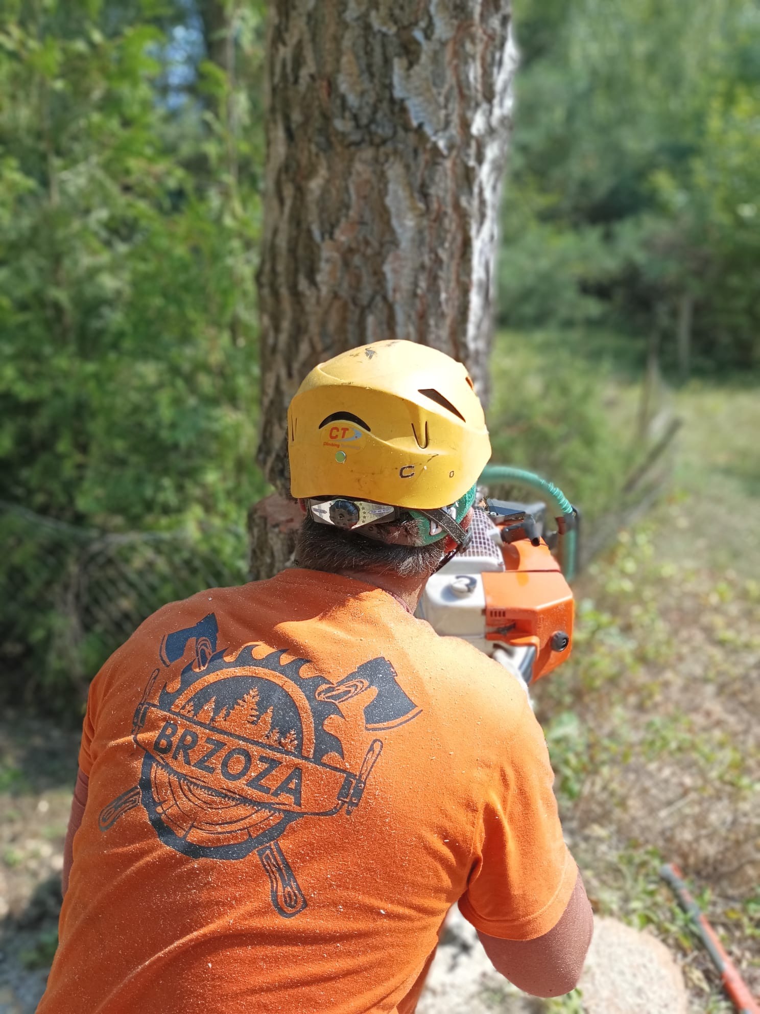 Pracownik w kasku i koszulce z logo 'Brzoza' tnie drzewo piłą spalinową. Widok z tyłu, drzewo w centrum kadru, w tle zieleń. Drobne wióry na koszulce.