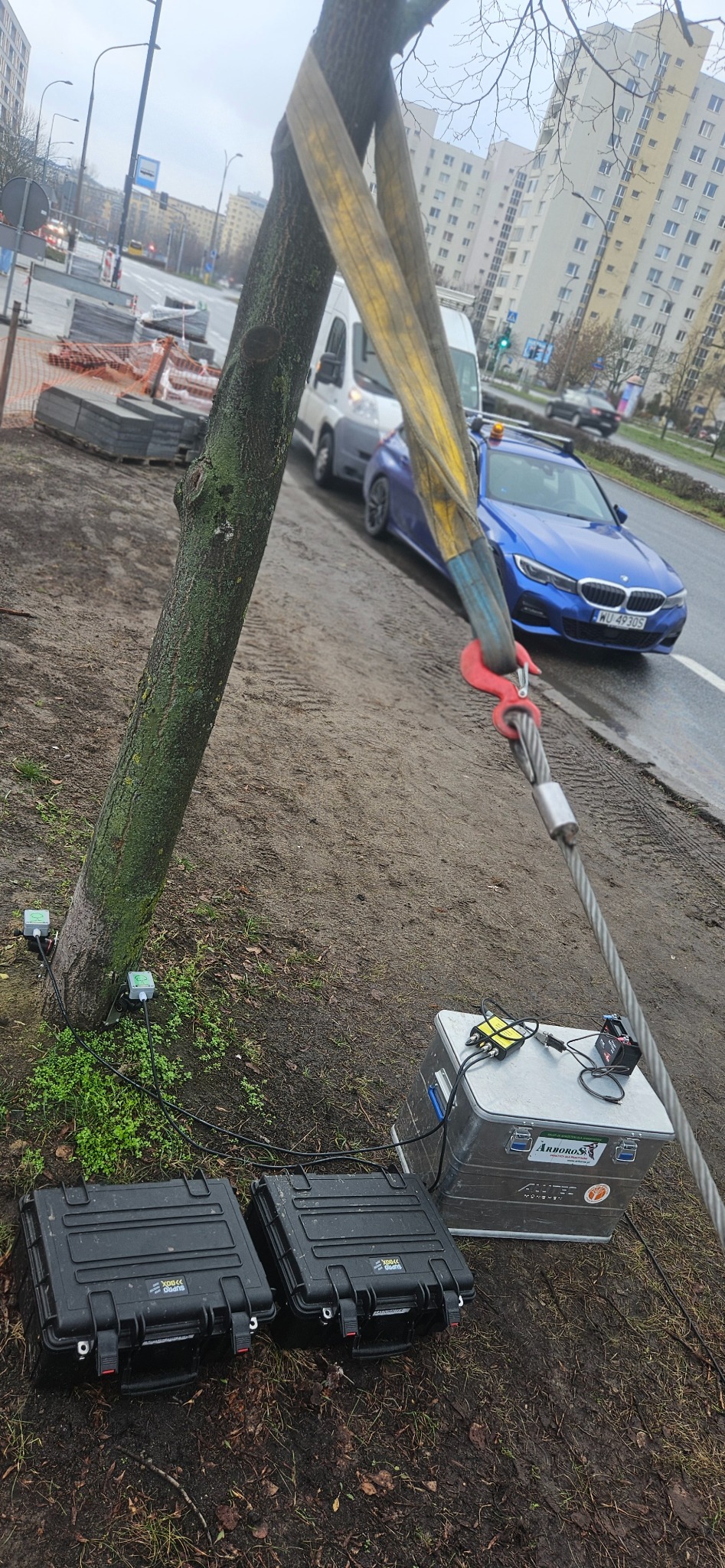 Pomiar stabilności drzewa przed wycinką: lina z hakiem, czujniki przy pniu, skrzynki pomiarowe na ziemi. Ulica w tle, pochmurny dzień.