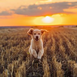 Fotograf ślubny Mieszkowice 1