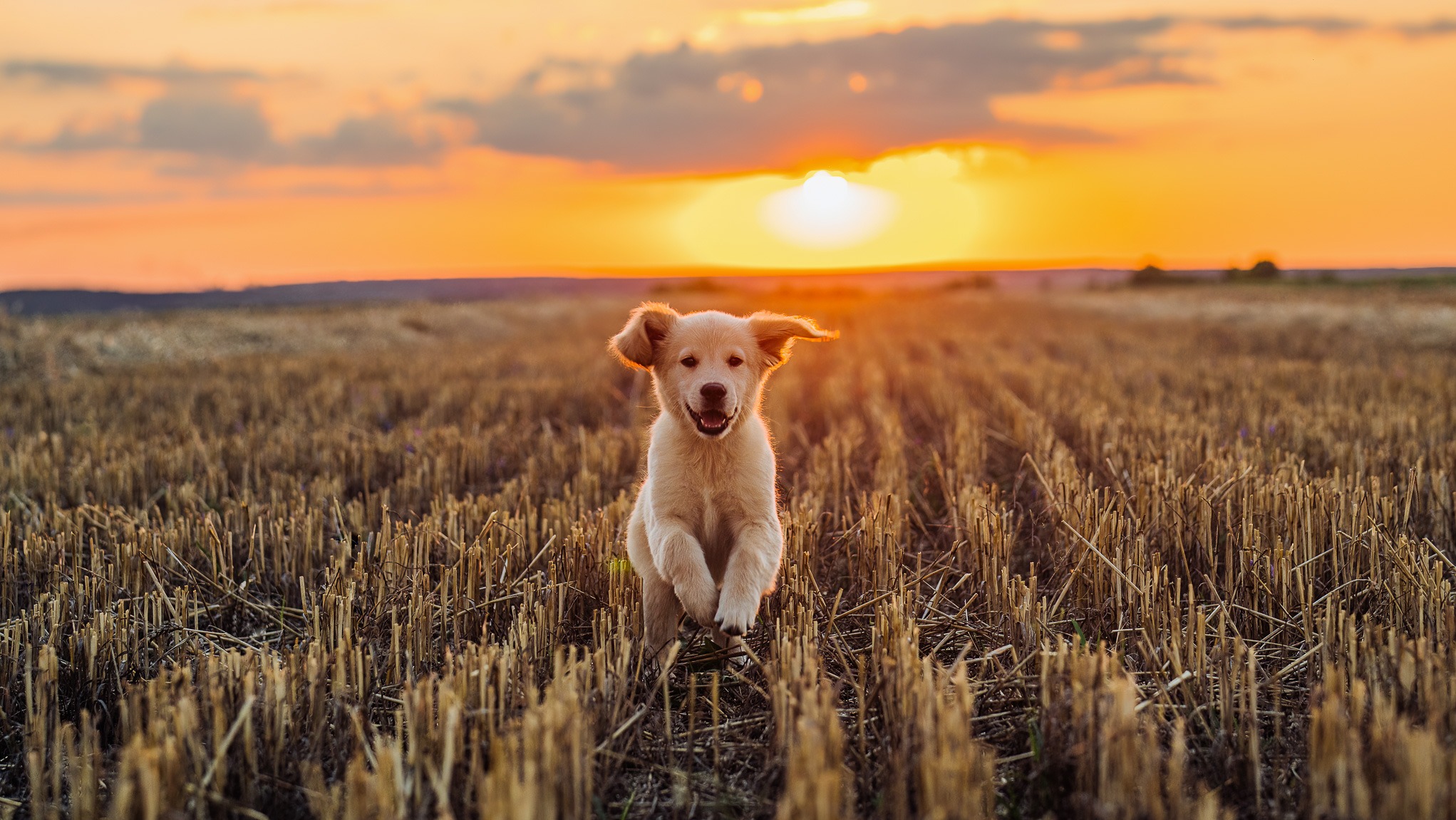 Szczeniak biegnie przez pole po żniwach w promieniach zachodzącego słońca, z widocznymi kłosami i pomarańczowym niebem w tle.