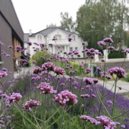 Zakładanie ogrodów Ślesin 1