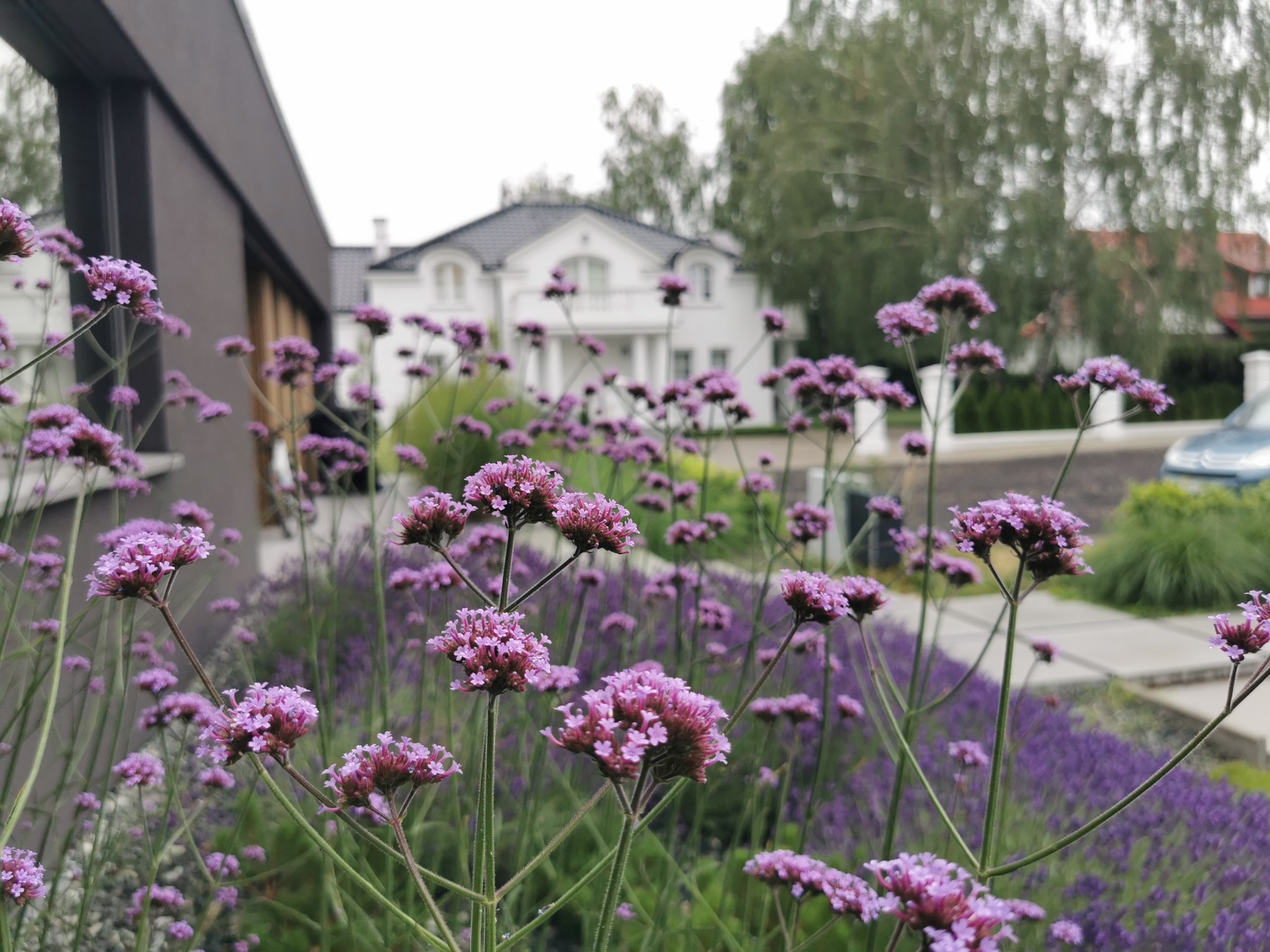 Kwiaty werbeny patagońskiej na pierwszym planie, w tle nowoczesny dom z białymi ścianami i ciemnym dachem, element zagospodarowania terenu.