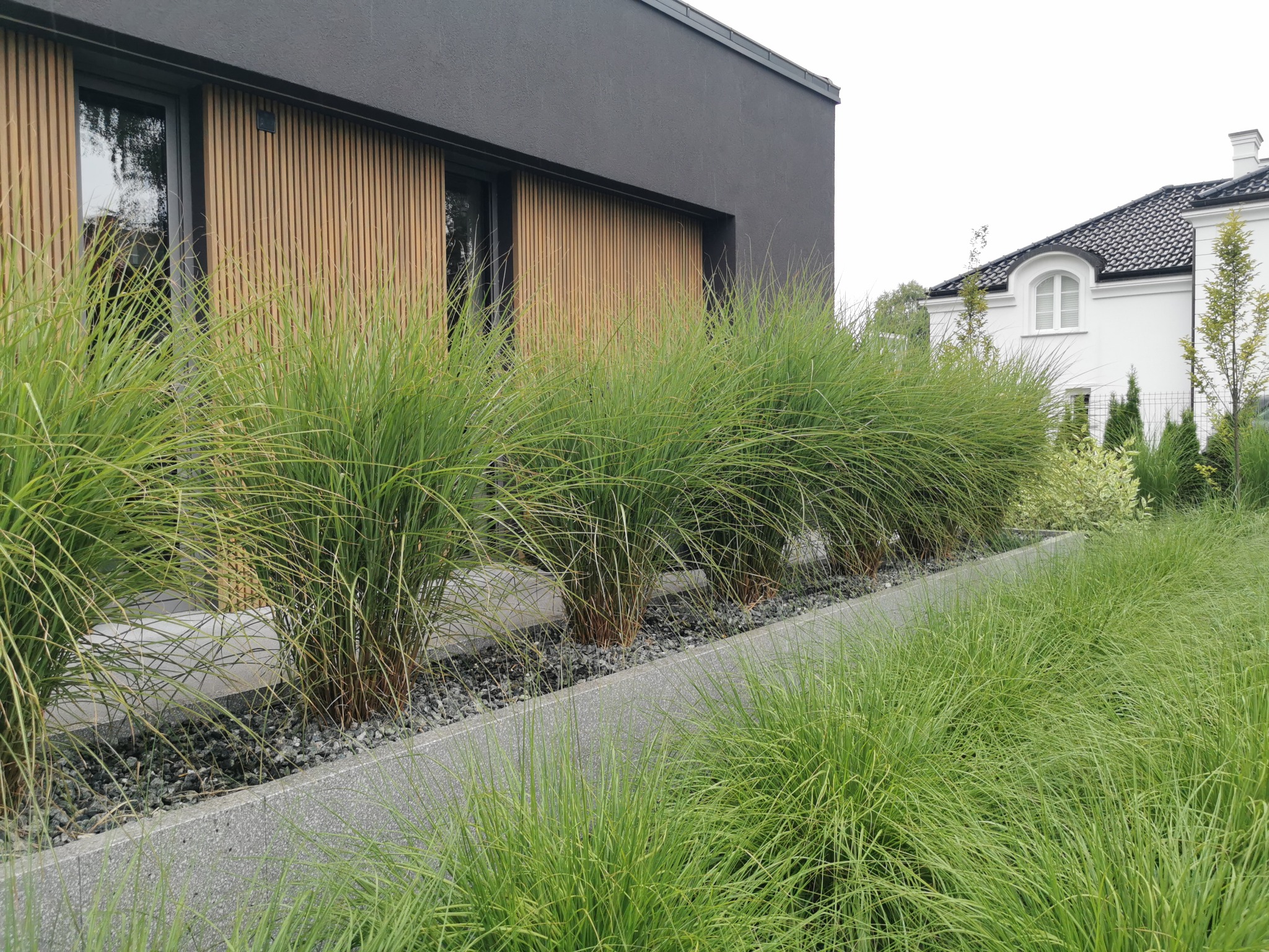 Nowoczesny ogród z ozdobnymi trawami posadzonymi wzdłuż ścieżki z betonowych płyt, na tle minimalistycznego domu z drewnianą elewacją i białego domu w klasycznym stylu.