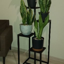 Jakub Przepiórka - Czarny, metalowy kwietnik schodkowy z roślinami doniczkowymi w nowoczesnym wnętrzu. Minimalistyczna konstrukcja, jasne tło, widoczny fragment sofy.