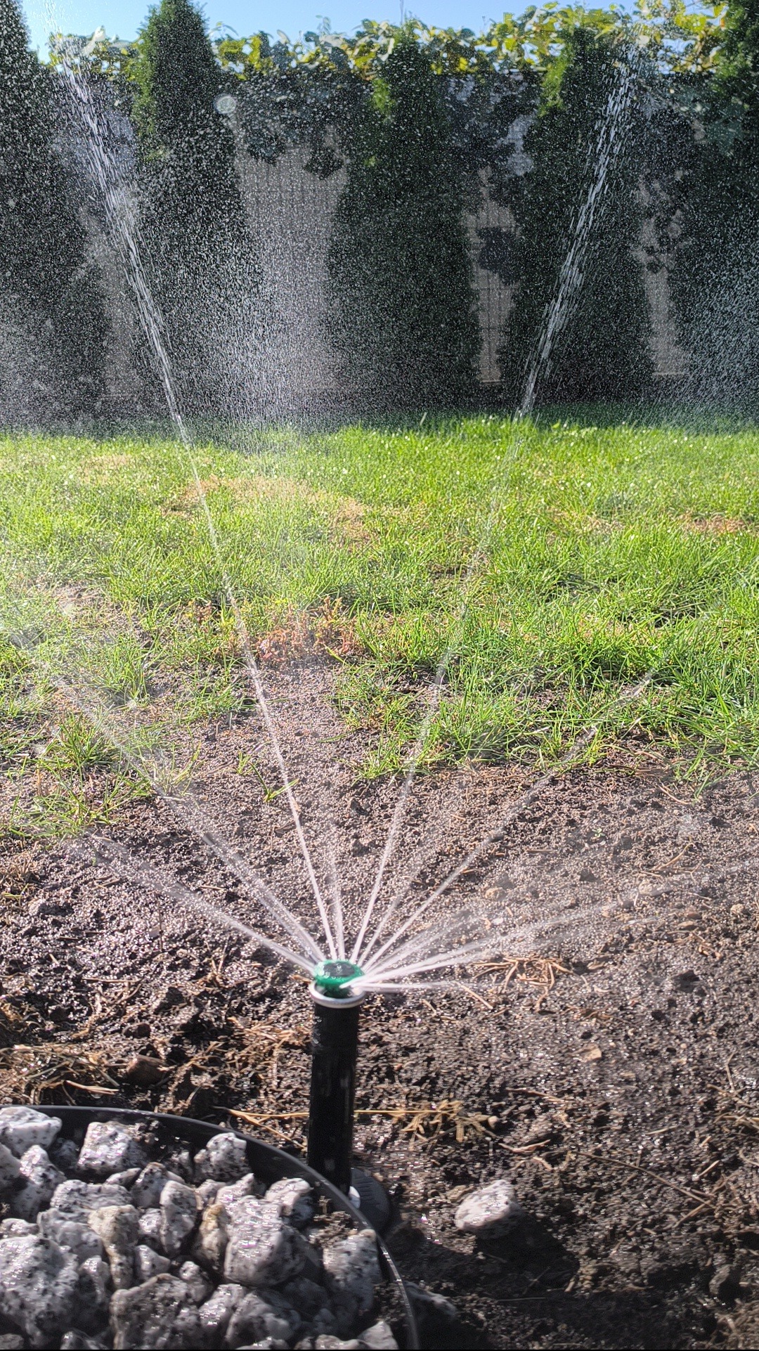Zraszacza trawnikowy w trakcie pracy, wyrzucający wodę promieniście na trawnik, otoczony kamieniami, z widocznym tłem zielonych krzewów.