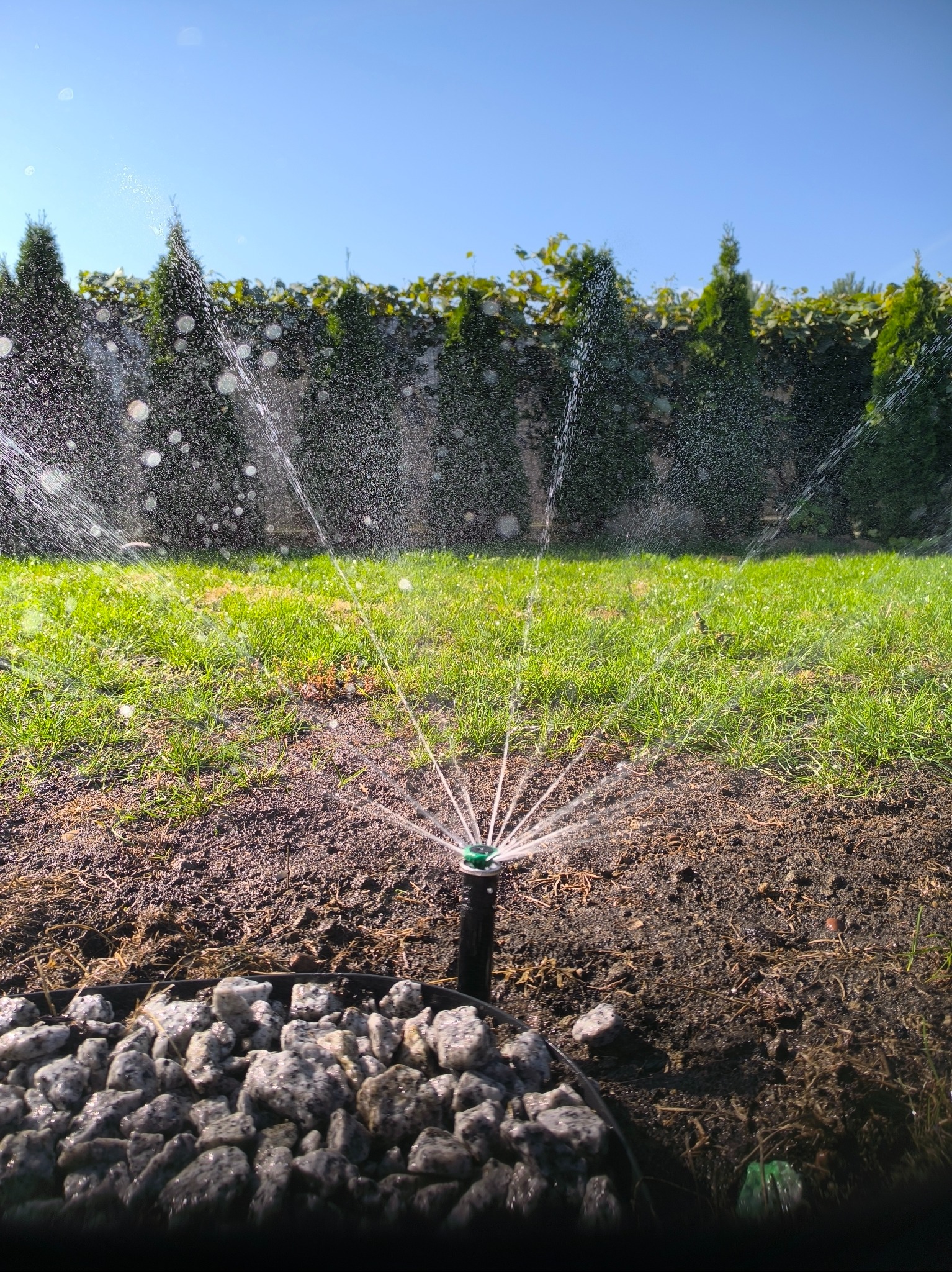 Automatyczny zraszacz nawadnia trawnik w słoneczny dzień, w tle zielony żywopłot i tuje.