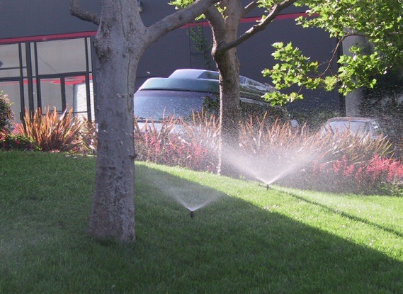 Automatyczne nawadnianie trawnika zraszaczami rotacyjnymi, na tle drzew i budynku biurowego.