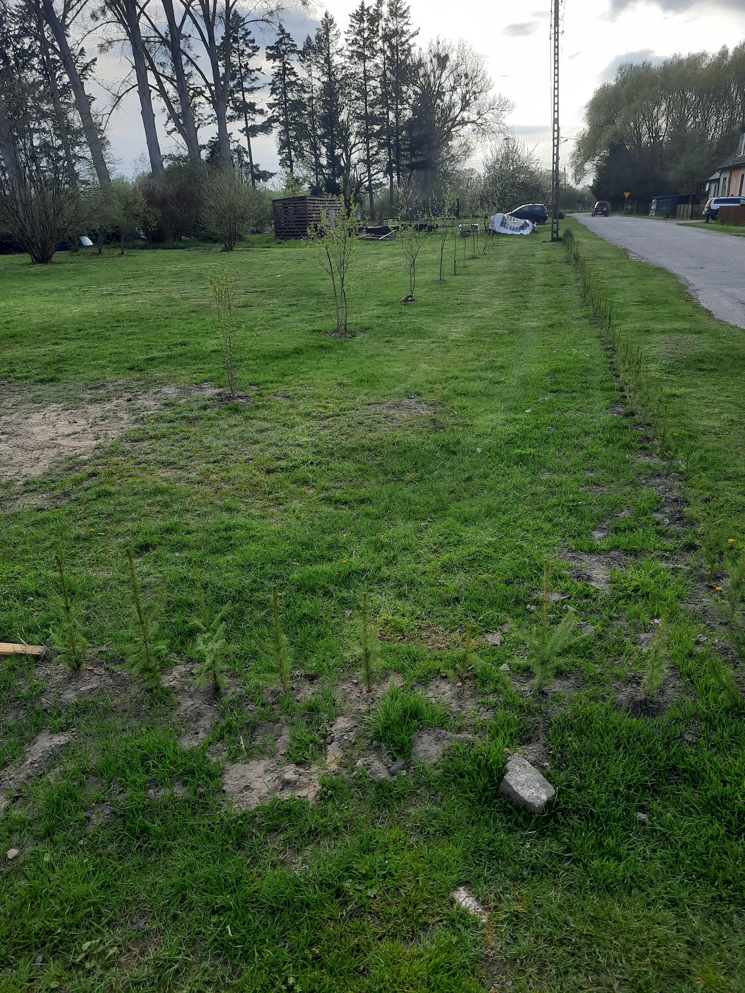 Świeżo posadzone drzewka w rzędach na trawiastym terenie z widoczną drogą w tle, częściowo przygotowany teren pod kolejne nasadzenia.