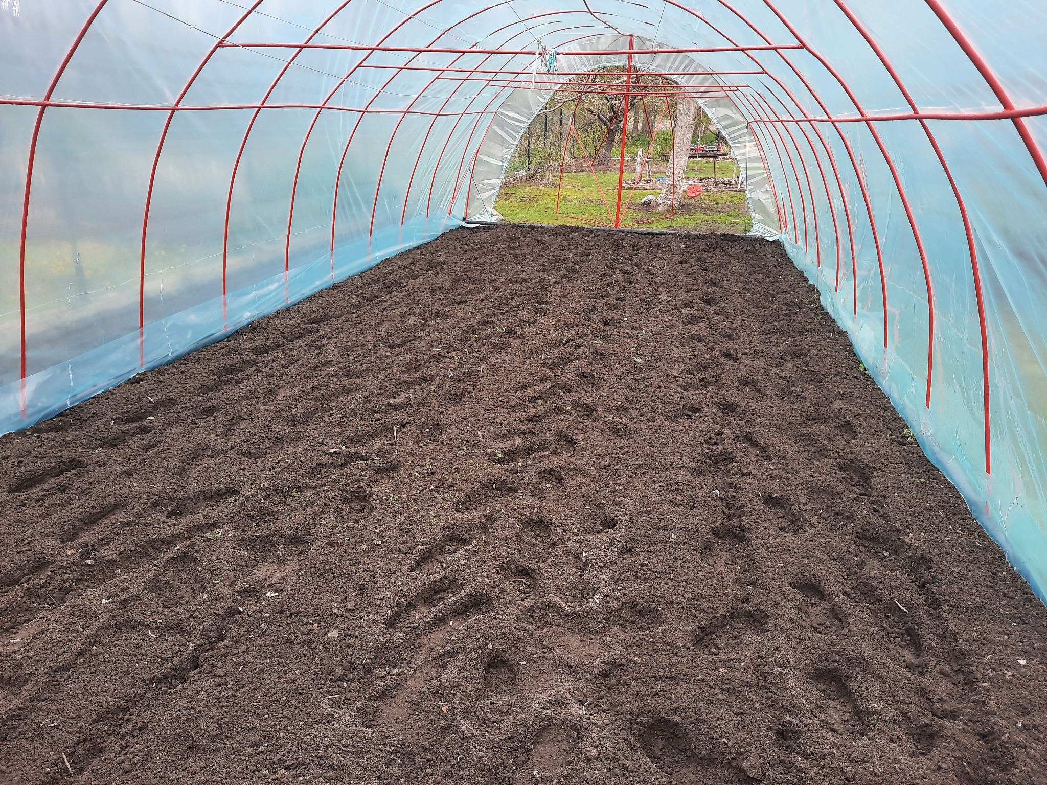 Przygotowany grunt pod uprawę w tunelu foliowym, widoczne ślady stóp na ciemnej ziemi, konstrukcja tunelu z czerwonych rurek i przezroczystej folii, w tle zieleń ogrodu.