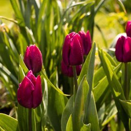 Zakładanie ogrodów Leśna 4