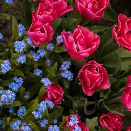 Prestiż - Intensywnie różowe, pełne tulipany w towarzystwie drobnych, błękitnych niezapominajek na tle zielonych liści, tworzące kontrastującą kompozycję.