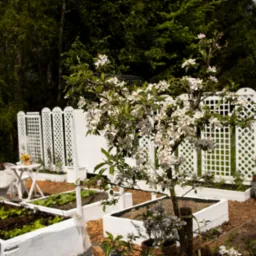 Kwitnące drzewko owocowe w białej, drewnianej rabacie, na tle warzywnika w podwyższonych grządkach i białego płotku z kratownicą.