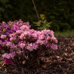 Prestiż - Krzew rododendronu z kwiatami w odcieniach różu i fioletu, otoczony korą drzewną, na tle ciemnozielonej roślinności.