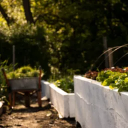 Podwyższona grządka z białego betonu, obsadzona różnymi odmianami sałat, z wózkiem wypełnionym zielenią w tle, oświetlona popołudniowym słońcem.