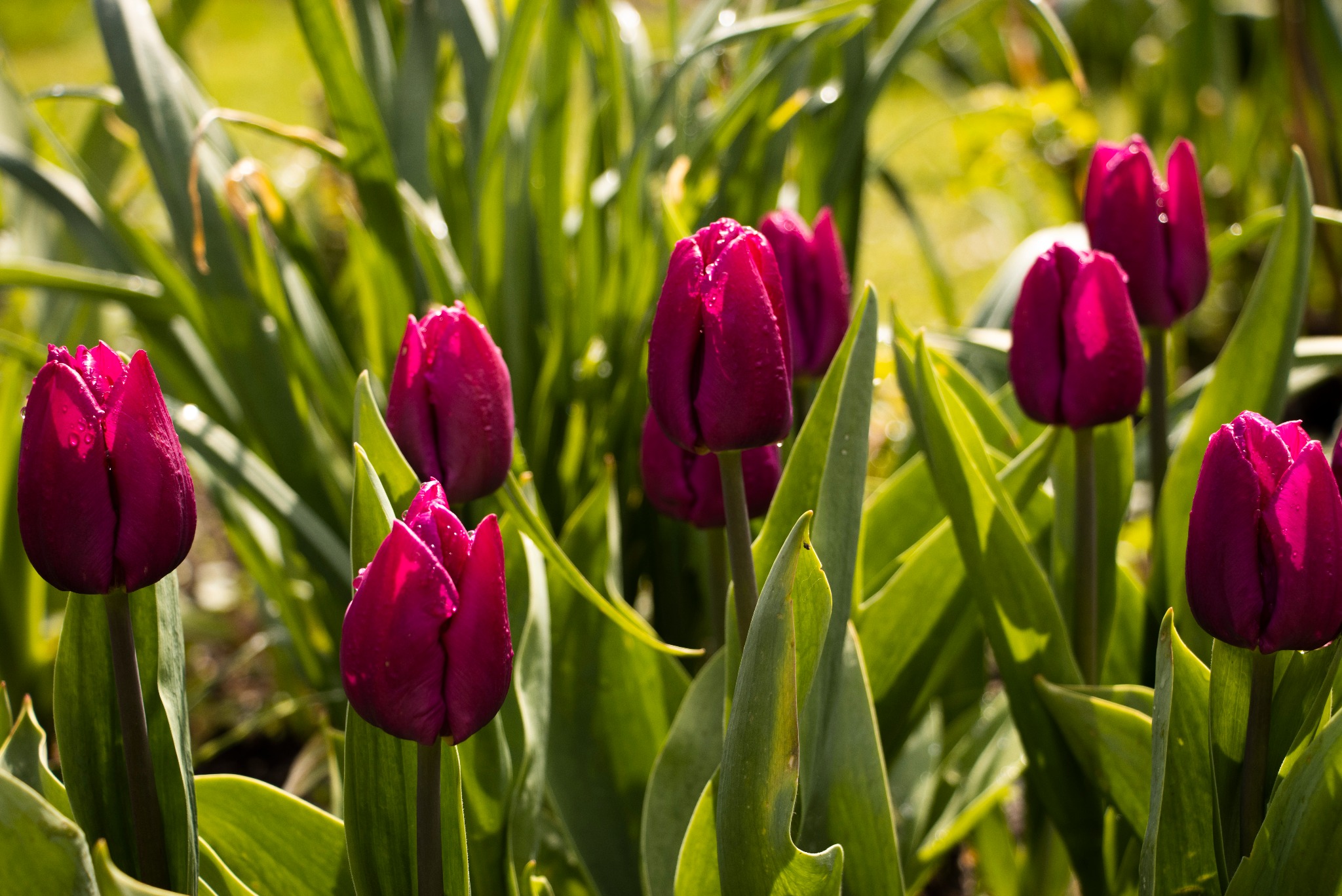 Grupa purpurowych tulipanów z kroplami wody na płatkach, otoczona zielonymi liśćmi w słoneczny dzień.