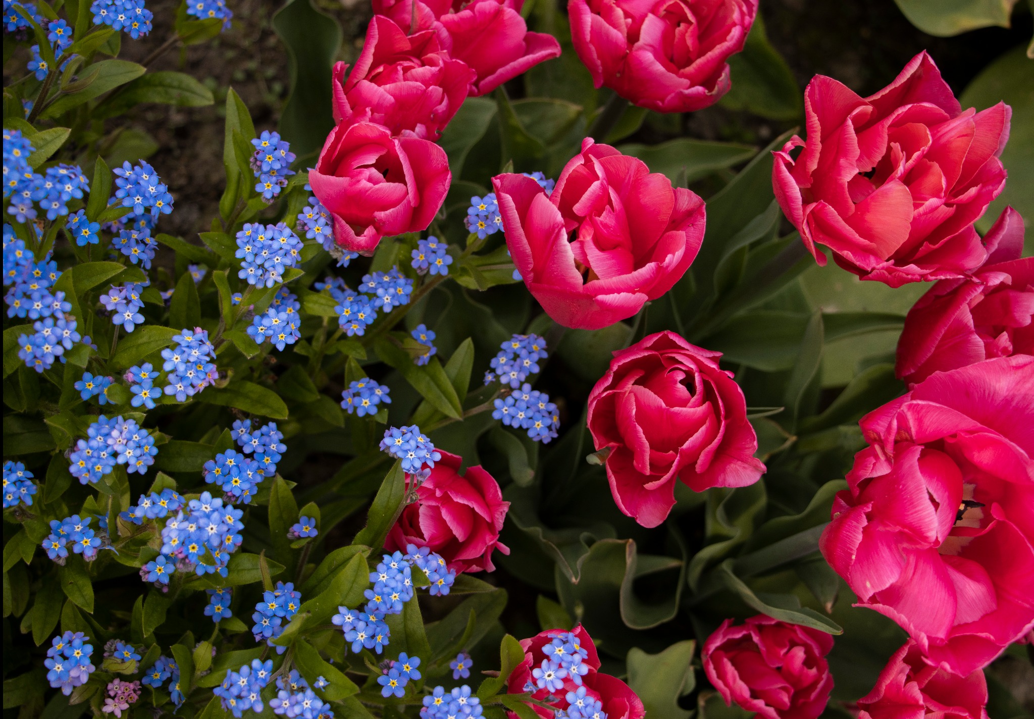 Intensywnie różowe, pełne tulipany w towarzystwie drobnych, błękitnych niezapominajek na tle zielonych liści, tworzące kontrastującą kompozycję.