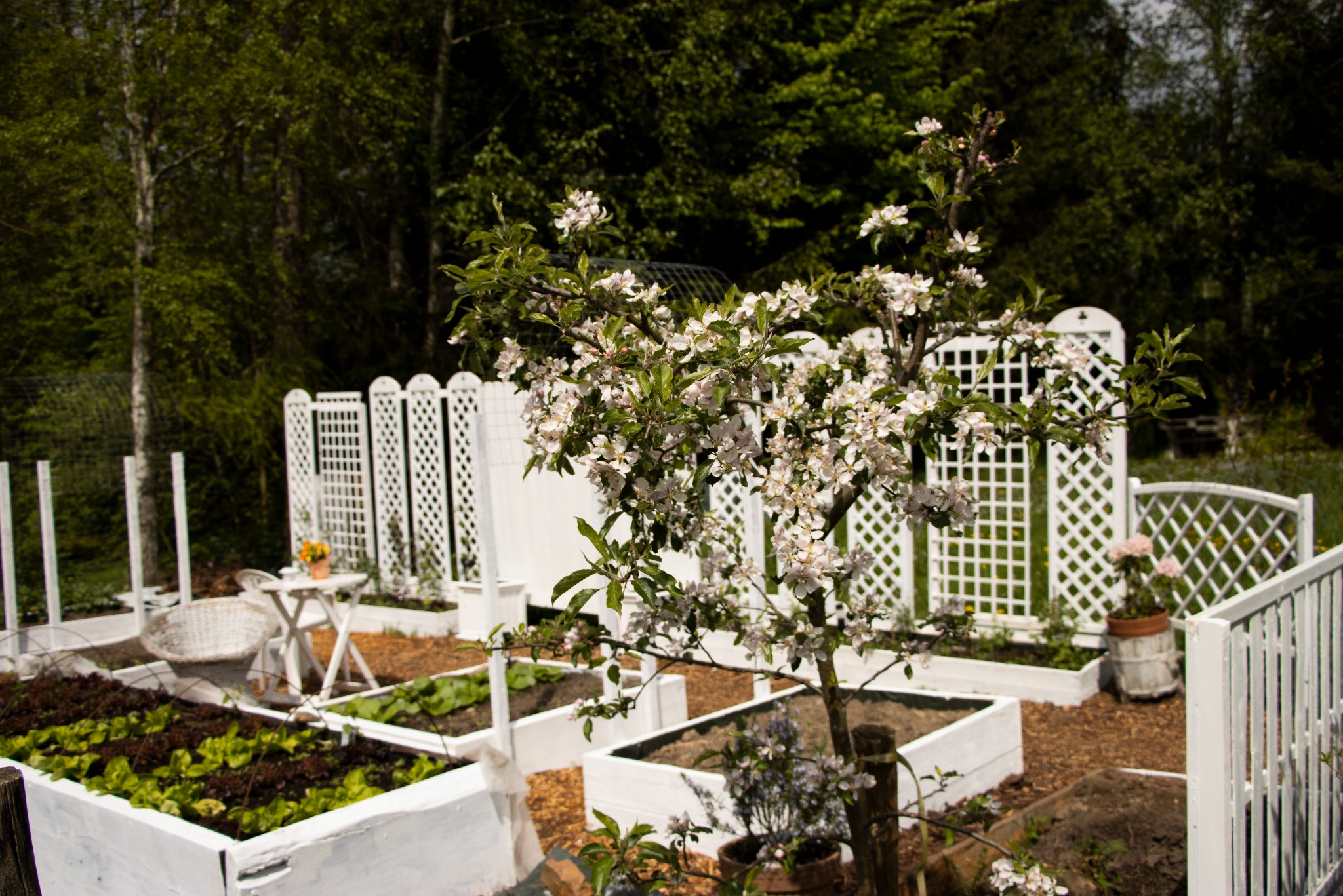 Kwitnące drzewko owocowe w białej, drewnianej rabacie, na tle warzywnika w podwyższonych grządkach i białego płotku z kratownicą.
