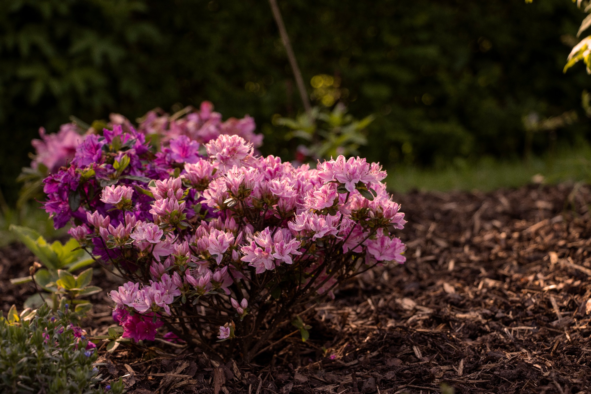 Krzew rododendronu z kwiatami w odcieniach różu i fioletu, otoczony korą drzewną, na tle ciemnozielonej roślinności.