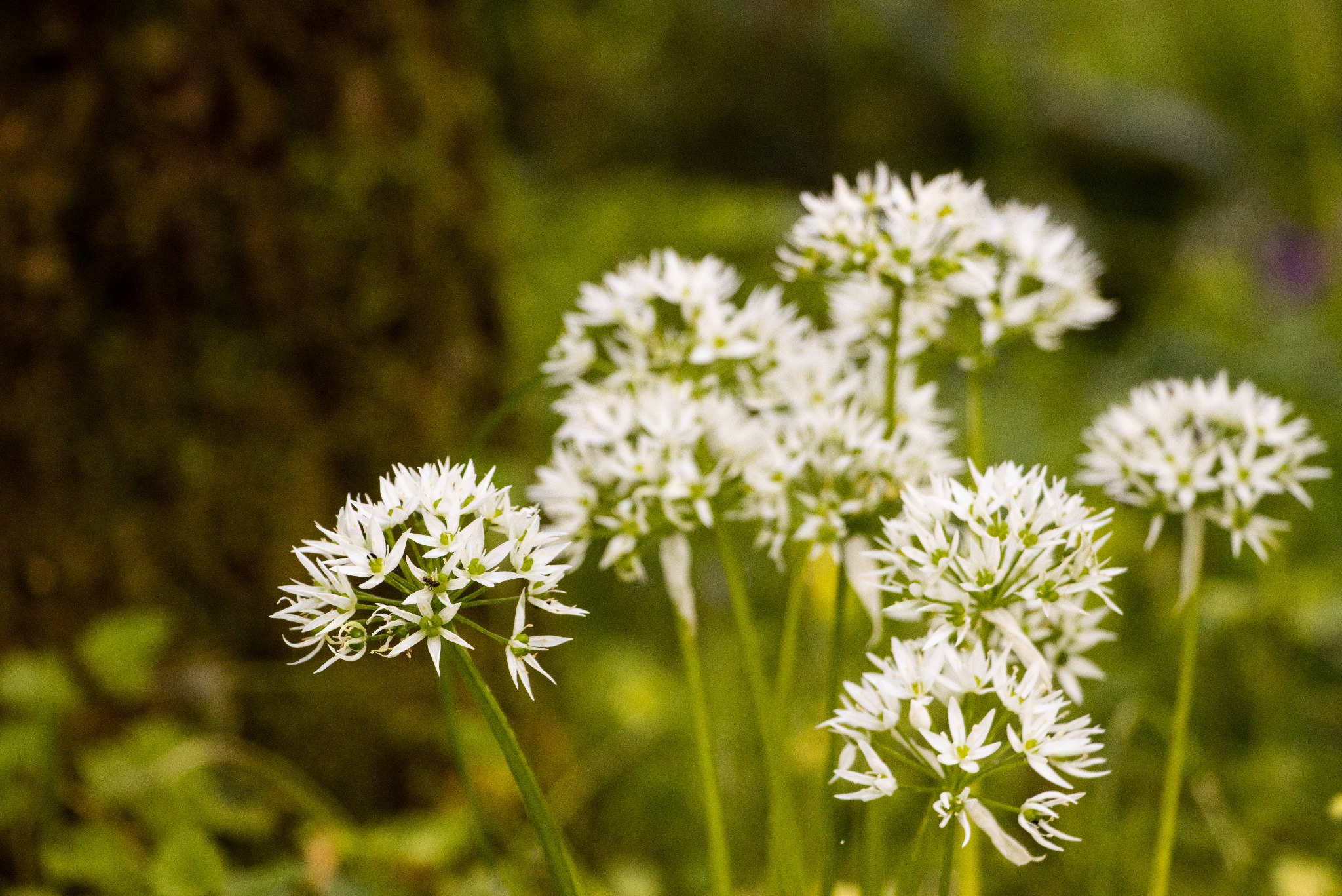 Kępa kwitnącego czosnku niedźwiedziego z białymi kwiatostanami na tle zieleni leśnego runa, z bliska.