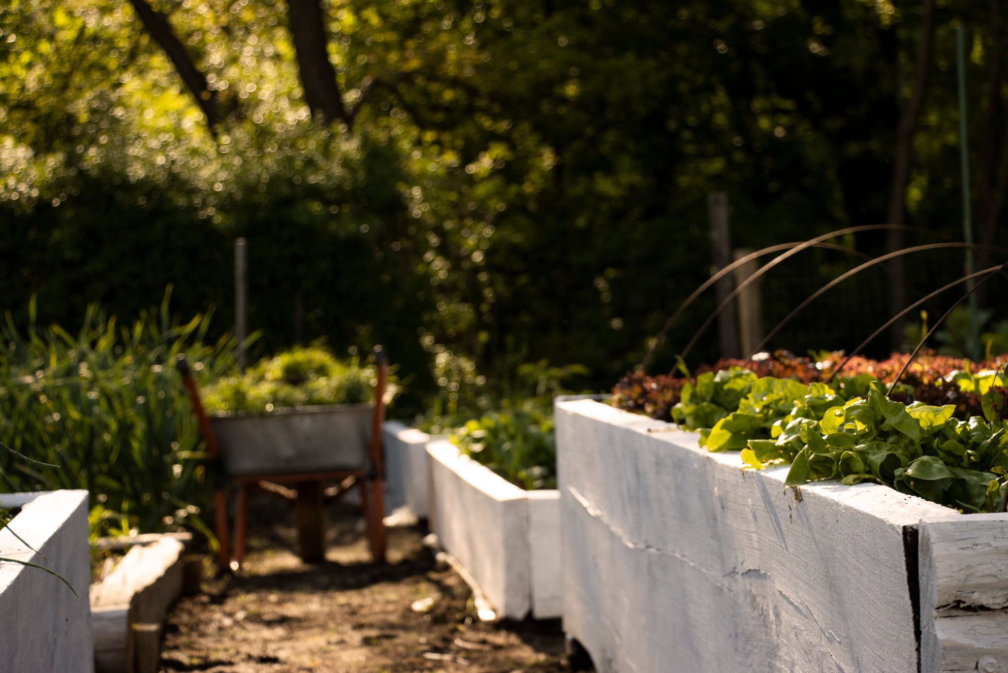 Podwyższona grządka z białego betonu, obsadzona różnymi odmianami sałat, z wózkiem wypełnionym zielenią w tle, oświetlona popołudniowym słońcem.