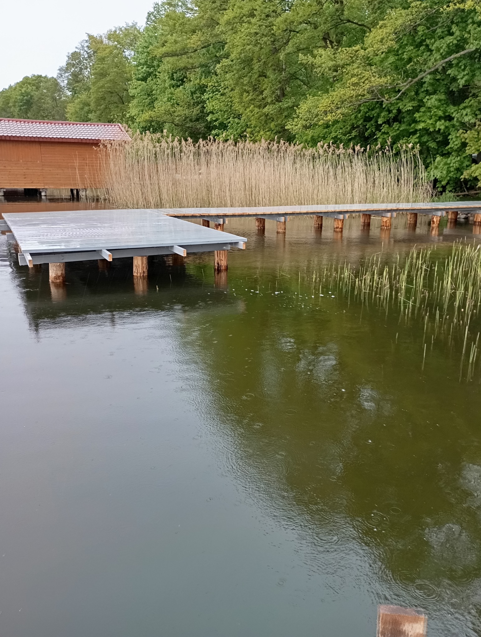 Pomost na jeziorze z szarych desek, wsparty na drewnianych palach. W tle szuwary, budynek z czerwonym dachem i zielone drzewa. Widoczne krople deszczu na wodzie.