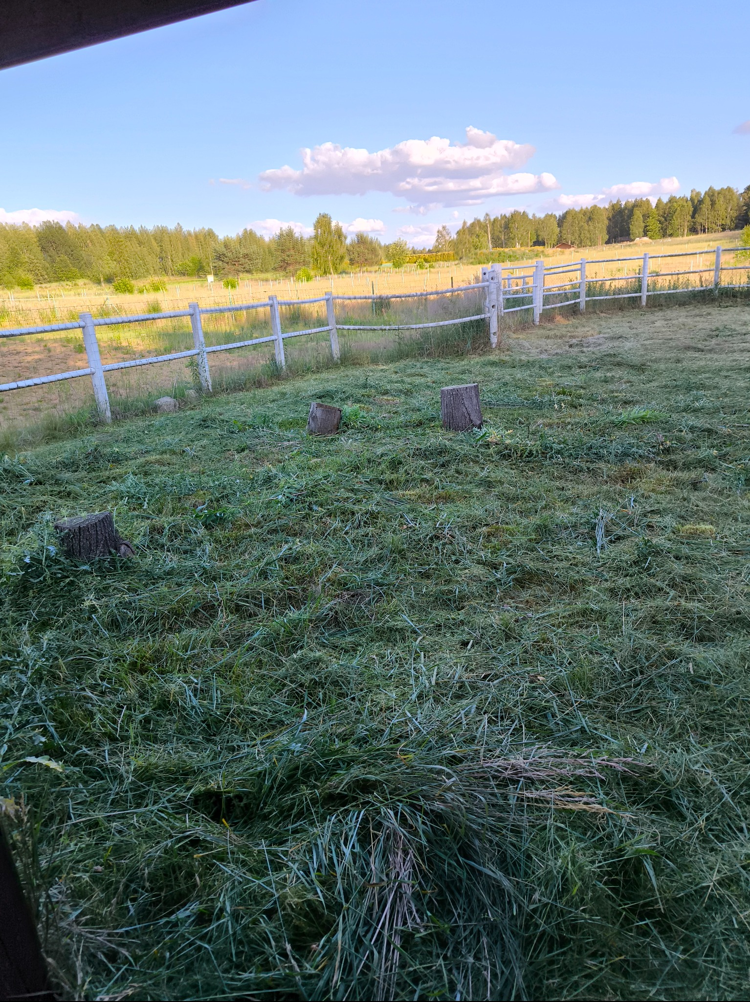 Świeżo skoszona trawa na działce z białym ogrodzeniem i trzema pniakami po wycince drzew, w tle las i błękitne niebo z chmurami.