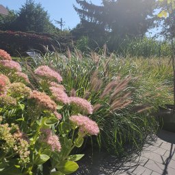 Dagi Studio - Kwitnące rozchodniki okazałe i trawy ozdobne w ogrodzie, na pierwszym planie szara kostka brukowa, w tle drzewa i krzewy.