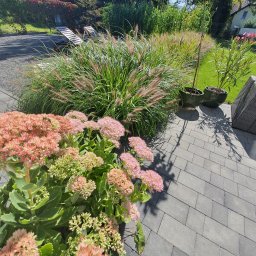 Dagi Studio - Kwitnący rozchodnik okazały w odcieniach różu i zieleni na pierwszym planie, w tle ozdobne trawy, donice z roślinami i szary chodnik z kostki brukowej.