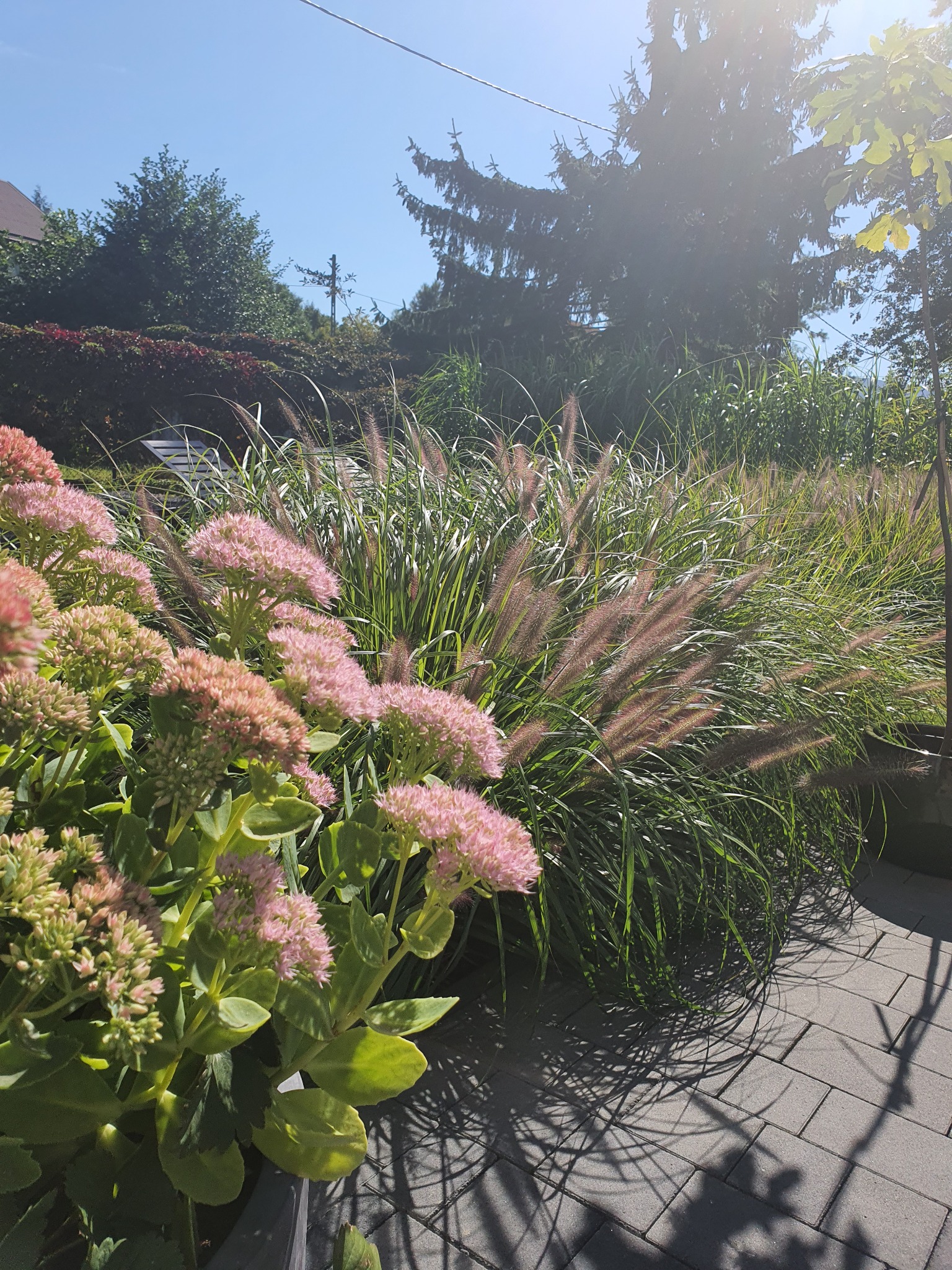 Kwitnące rozchodniki okazałe i trawy ozdobne w ogrodzie, na pierwszym planie szara kostka brukowa, w tle drzewa i krzewy.