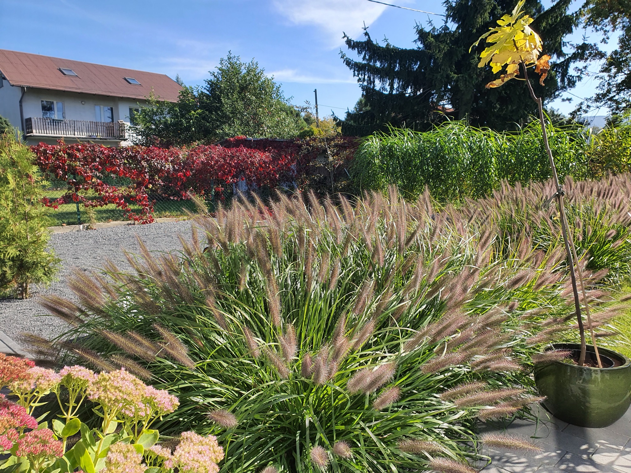 Kępy trawy ozdobnej w ogrodzie z budynkiem w tle, jesienne barwy roślinności, kostka brukowa i drzewa iglaste.