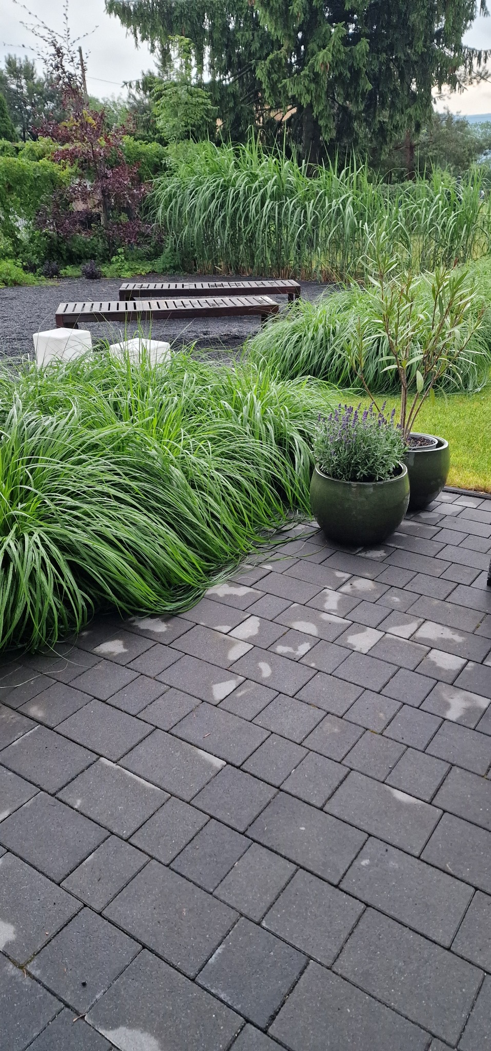 Nowoczesny ogród z szarym brukowanym tarasem, ozdobnymi trawami, donicami z lawendą i drewnianymi ławkami.