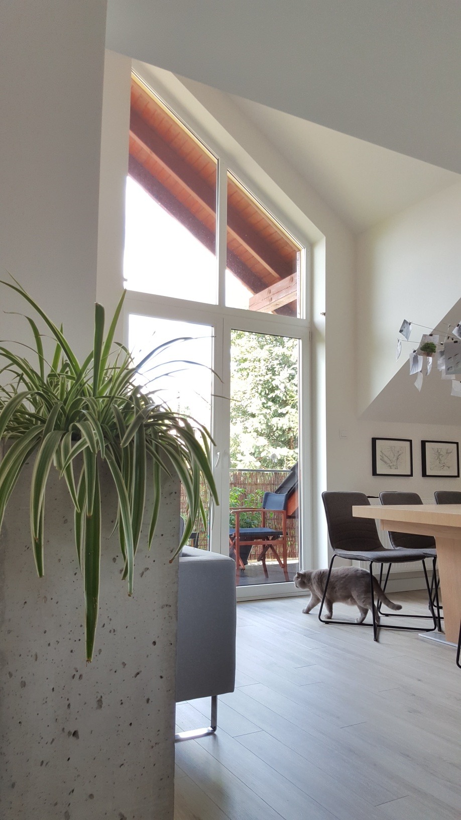 Jasne wnętrze z wysokim oknem, drewnianym stropem, betonową donicą z zieloną rośliną i szarym kotem spacerującym po podłodze.