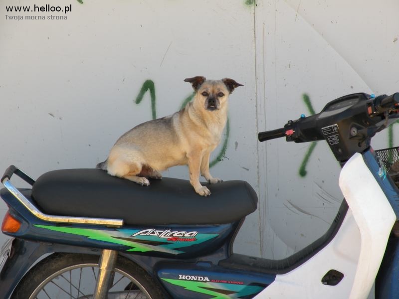 Mały, beżowy pies siedzi na czarnym siedzeniu skutera Honda Astra z zielonymi akcentami na tle ściany z graffiti.
