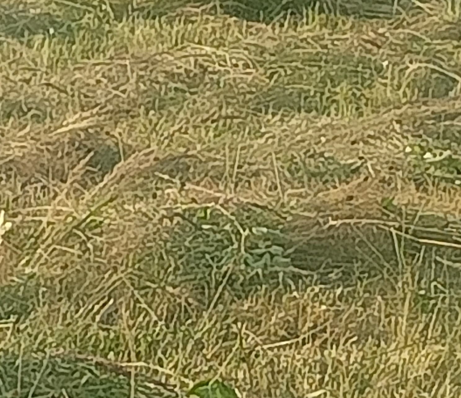 Nisko skoszona, wyschnięta trawa z widocznymi źdźbłami i niewielkimi zielonymi fragmentami, słabe oświetlenie.