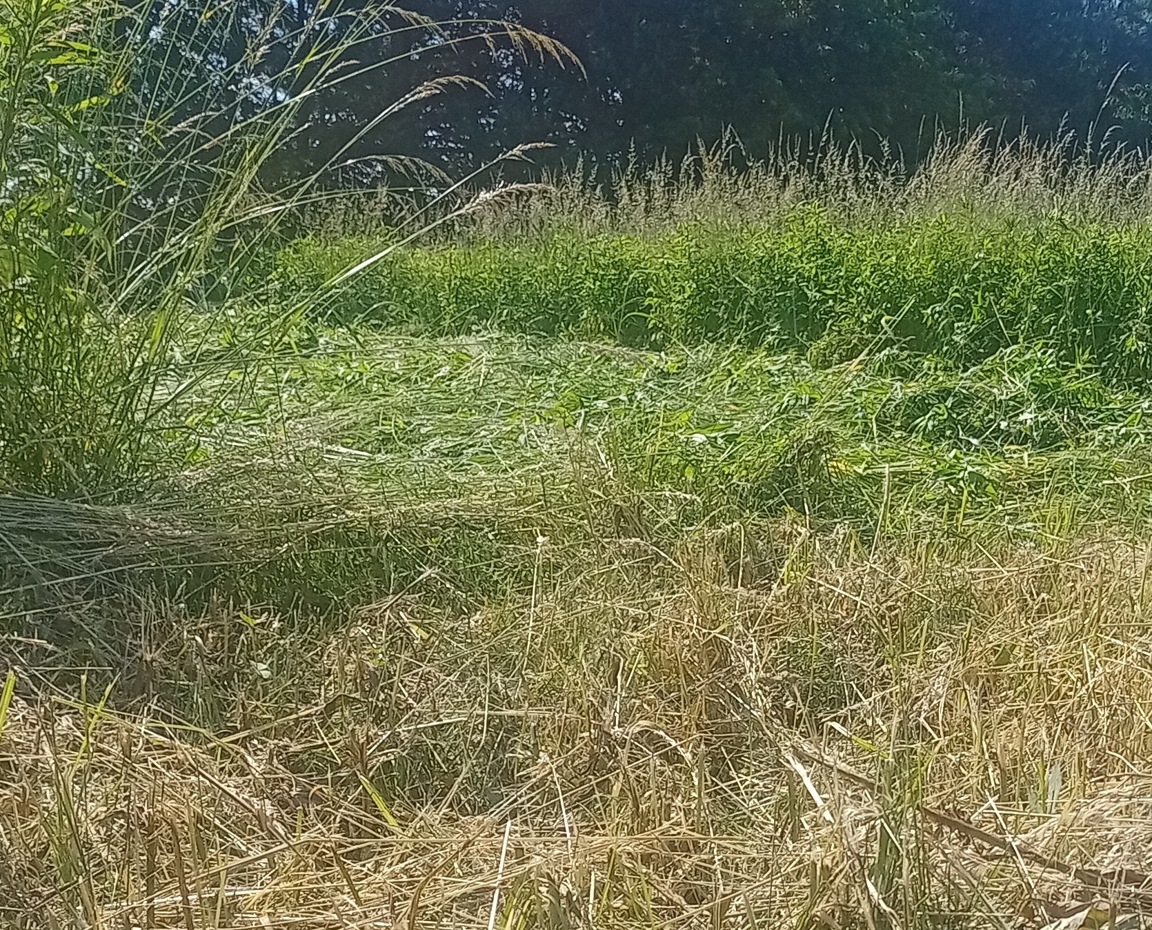 Fragment łąki z częściowo skoszonym źdźbłem trawy, widoczny kontrast między zieloną, niekoszoną trawą a wyschniętą, ściętą trawą na pierwszym planie.