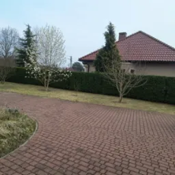 Fragment ogrodu z wybrukowaną ścieżką, żywopłotem, drzewami (w tym jedno kwitnące na biało) i domem w tle.