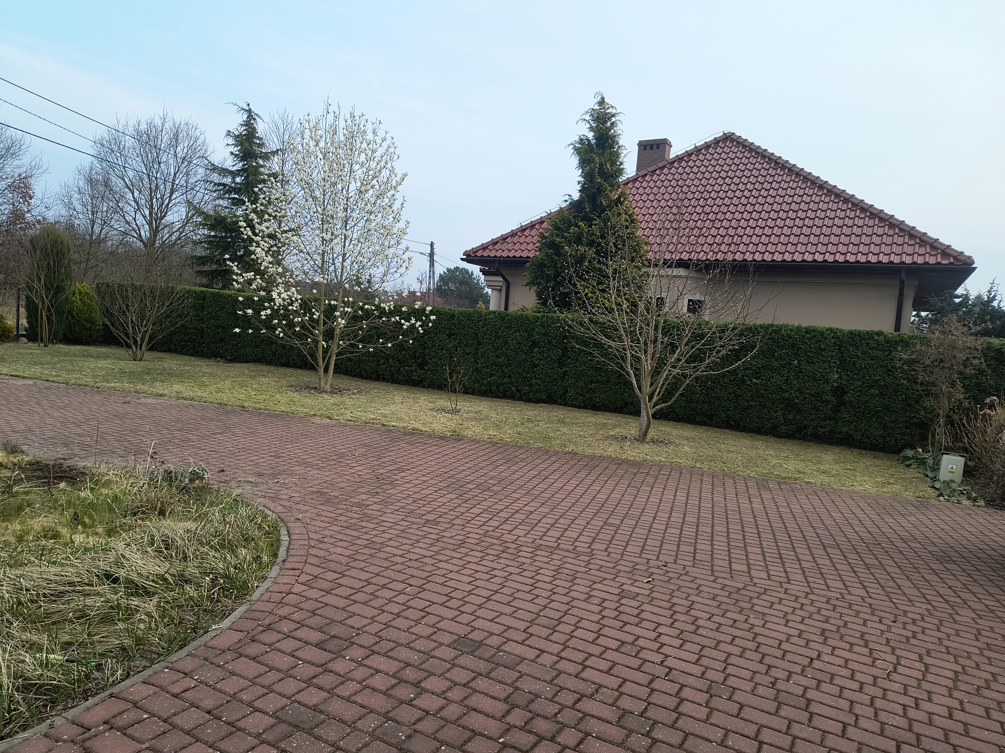 Fragment ogrodu z wybrukowaną ścieżką, żywopłotem, drzewami (w tym jedno kwitnące na biało) i domem w tle.