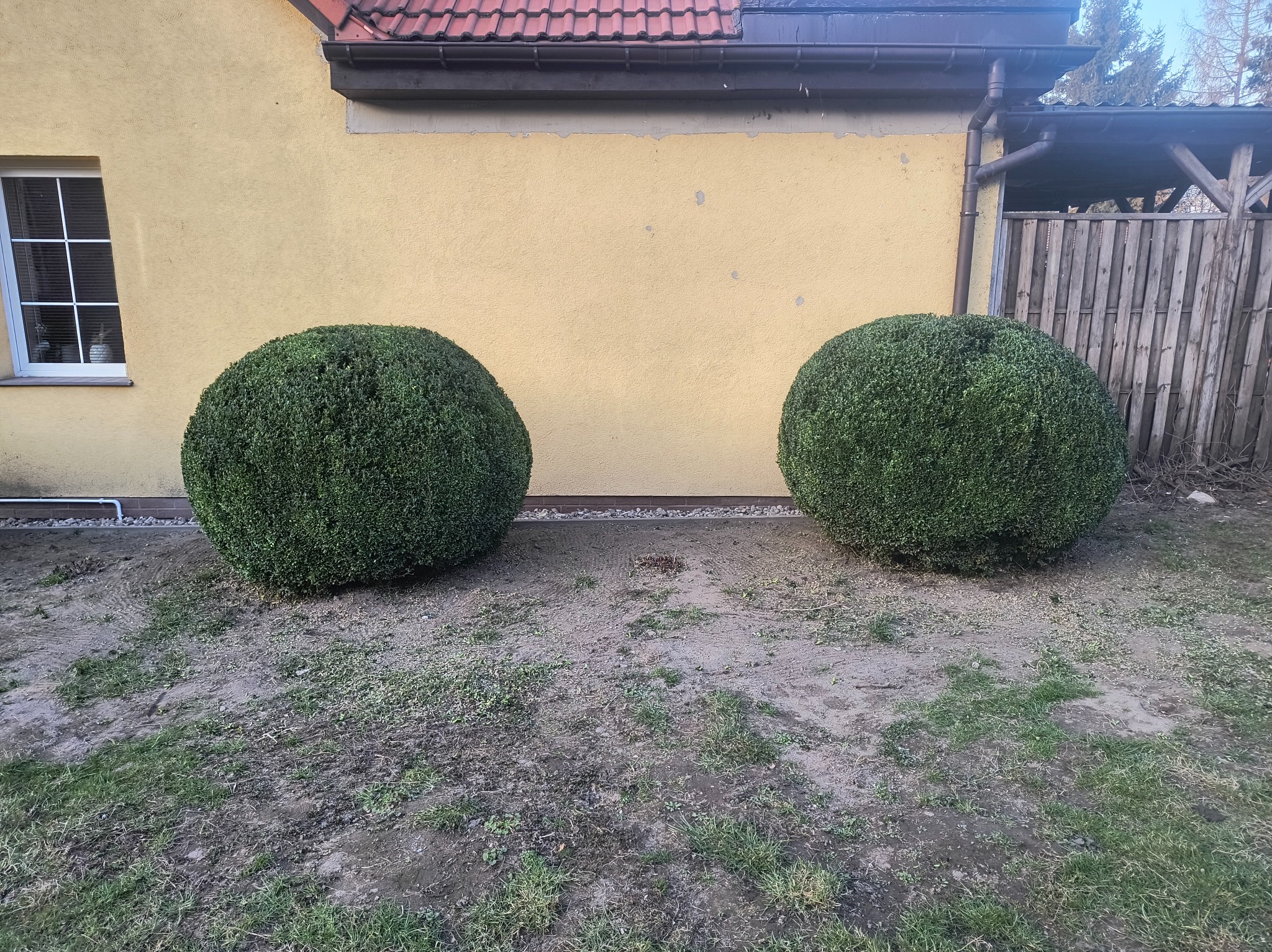 Dwie kuliste formy bukszpanu przy żółtej ścianie domu z czerwoną dachówką, trawnik z miejscami bez trawy, widoczny fragment drewnianego płotu.