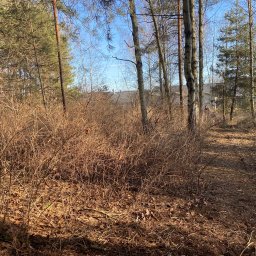 SoilCraft - Zarośnięty teren z młodymi drzewami i suchymi krzewami w słoneczny dzień, widoczny budynek w tle.