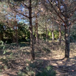 SoilCraft - Ścięte gałęzie sosnowe leżące u podstawy drzew na trawiastym terenie w słoneczny dzień. Widoczne pnie drzew i zielona roślinność w tle.