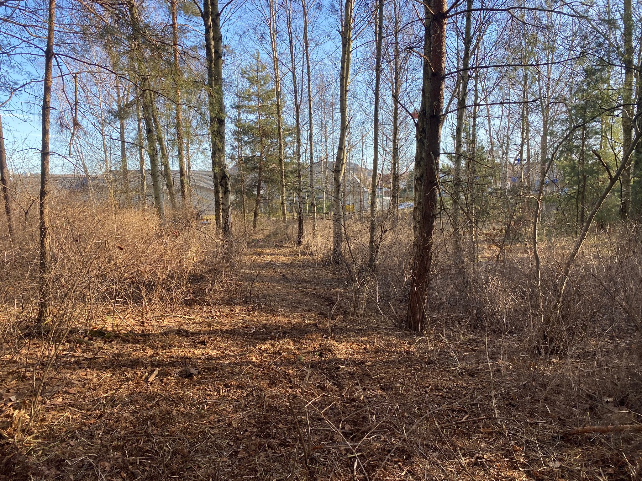 Zarośnięty, leśny teren z widocznymi drzewami bez liści i suchymi krzewami w słoneczny dzień, z domami w oddali.